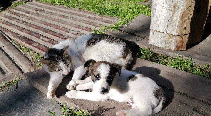 Who Needs Words? Stray Cat Comforts Puppy in Heartfelt Moment