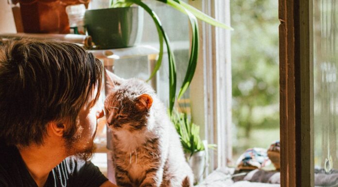 From Cat-Free to Cat Dad: How This Guy Ended Up with 5 Furry Friends