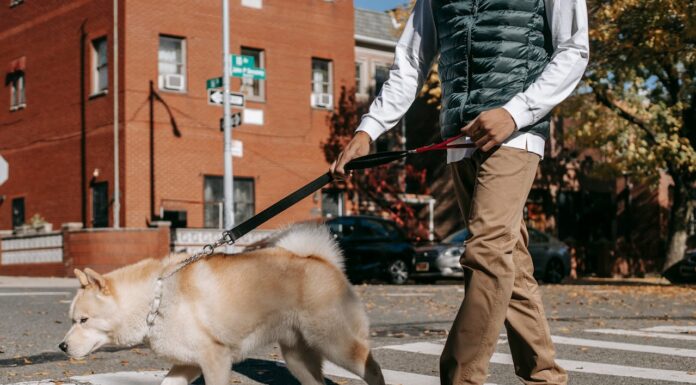 $400 Vet Bill Reveals Dog’s Limp Was Just Sympathy for His Owner