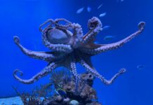 Ever Seen an Octopus Dream? Watch Its Colors Shift While It Sleeps!