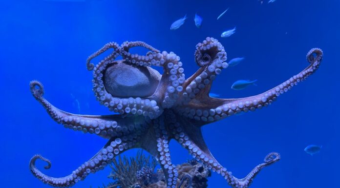 Ever Seen an Octopus Dream? Watch Its Colors Shift While It Sleeps!