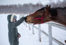 Boy Vanishes at Night—Parents’ Hearts Break When They Find Him With His Horse