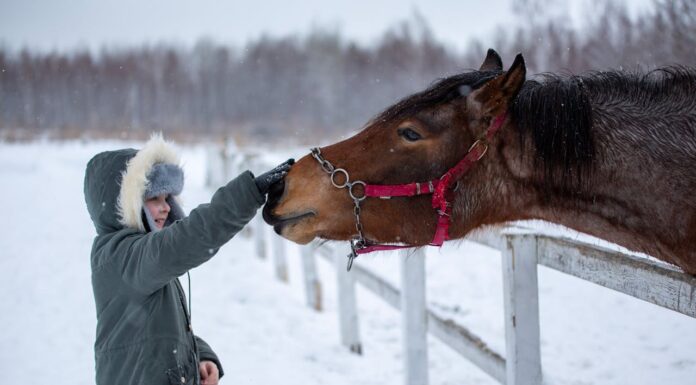 Boy Vanishes at Night—Parents’ Hearts Break When They Find Him With His Horse