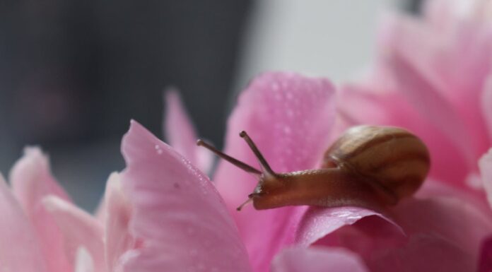 Pink Eggs on Your Wall? Here’s Why You Shouldn’t Ignore Them