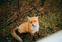 Fox Pup Stuck in a Tire Finds Hope in the Unlikeliest Rescue Mission
