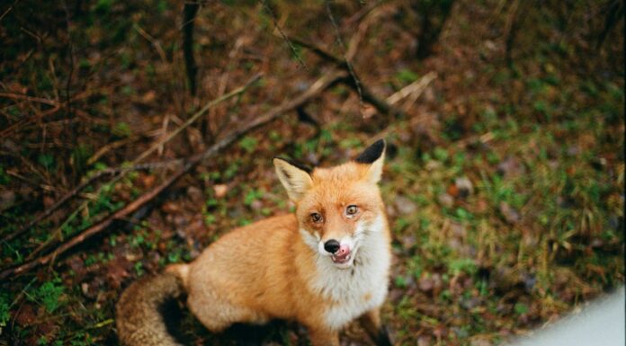 Fox Pup Stuck in a Tire Finds Hope in the Unlikeliest Rescue Mission