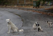 Who Stops on a Freeway for Puppies? This Driver Did!
