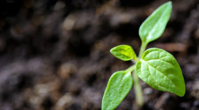 Why You Should Think Twice Before Pulling This from Your Yard