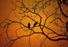 He Thought It Was Just a Tree—Until 0:18 Changed Everything!