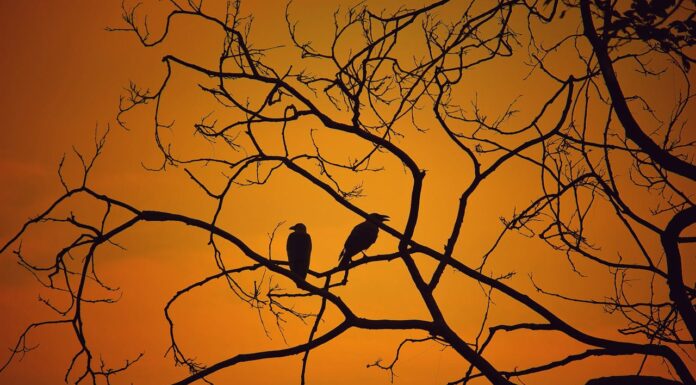 He Thought It Was Just a Tree—Until 0:18 Changed Everything!