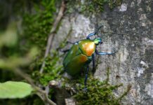 Would You Believe This Chrome-Like Beetle Is Real?