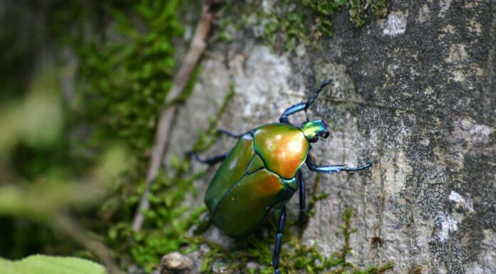 Would You Believe This Chrome-Like Beetle Is Real?