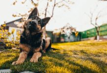 A Shelter Dog’s Dream Comes True: A Yard of His Own!