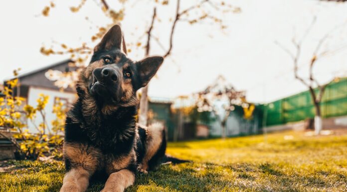 A Shelter Dog’s Dream Comes True: A Yard of His Own!