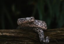 Mistook It for a Toy? Meet the Snake That’s a Master of Disguise