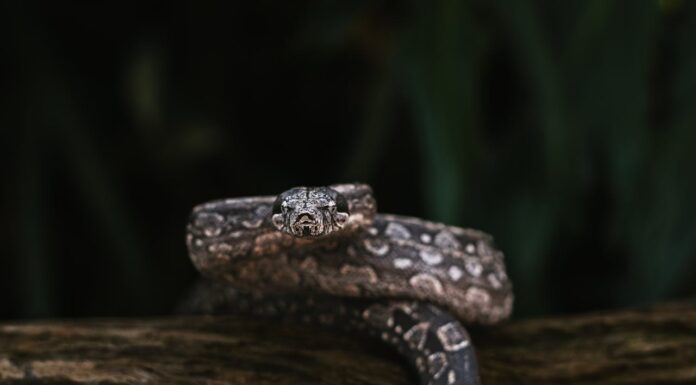 Mistook It for a Toy? Meet the Snake That’s a Master of Disguise