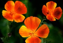 Triplets Who Took the Modeling World by Storm: A Peek Into Their Lives