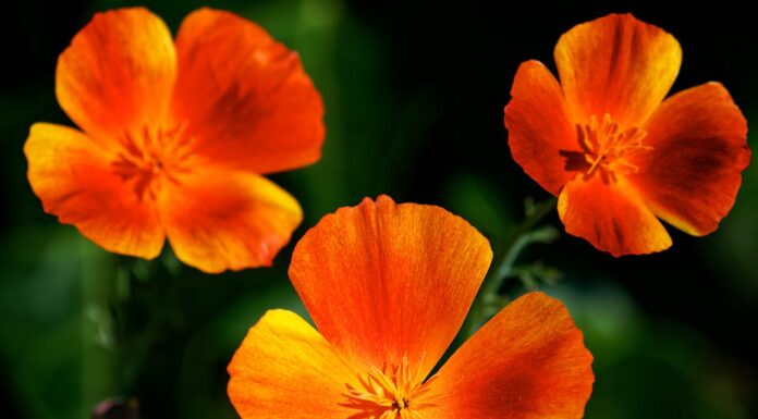 Triplets Who Took the Modeling World by Storm: A Peek Into Their Lives