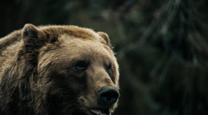 Why Did This Bear Protect a Baby? The Truth Brought a Ranger to Tears