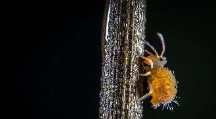 This Mom’s Lice-Fighting Hack Is a Lifesaver for Back-to-School Season