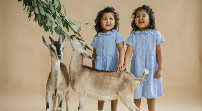 What the Doctor Said After This Family’s Twin Birth Left Them Speechless