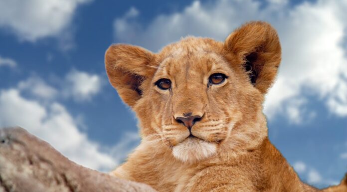 Lion King Moment: This Dad’s First Look at His Cub Is Unforgettable