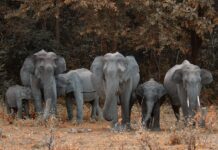 You Won’t Believe What These Elephants Did When They Lost a Baby