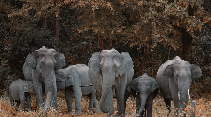 You Won’t Believe What These Elephants Did When They Lost a Baby