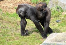 Gorilla Mom Shows Humans the True Meaning of Love With Her Baby