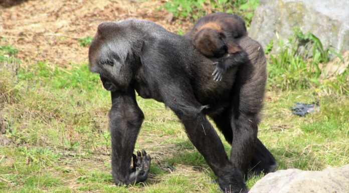 Gorilla Mom Shows Humans the True Meaning of Love With Her Baby