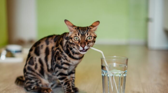 Ever Wondered What Your Pet Does Behind Your Back? It’s Hilarious!