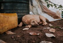 Abandoned Newborn Puppy Overcomes Heartbreak With a Miraculous Rescue