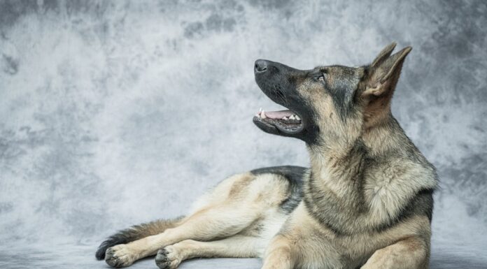 Forget the Officers—This Police Dog Stole the Spotlight in Style