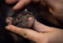 What Would You Do if a Mouse Climbed Your Leg?