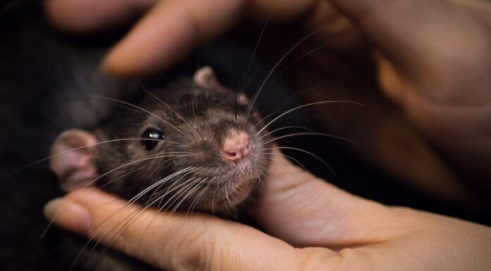 What Would You Do if a Mouse Climbed Your Leg?