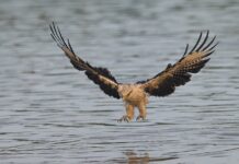This Stunning Photo of a Bald Eagle and Its Reflection Will Leave You Speechless