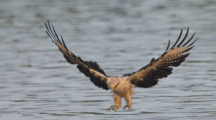 This Stunning Photo of a Bald Eagle and Its Reflection Will Leave You Speechless