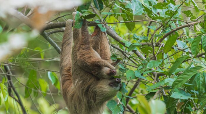 Ever Seen Sloths Chat? These Babies Are Breaking the Mold