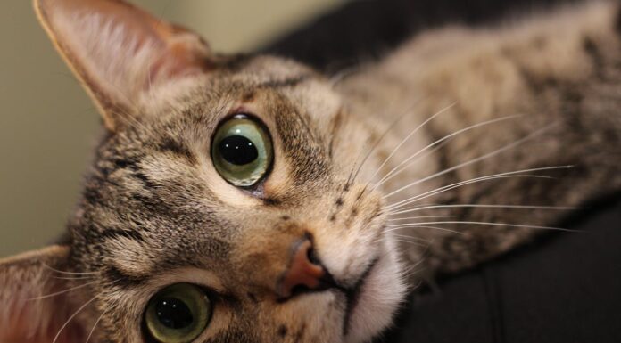 How One Cat’s Journey From Neglect to New Life Changed Everything