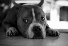 People See a ‘Scary’ Dog—But His Real Personality Will Melt Your Heart