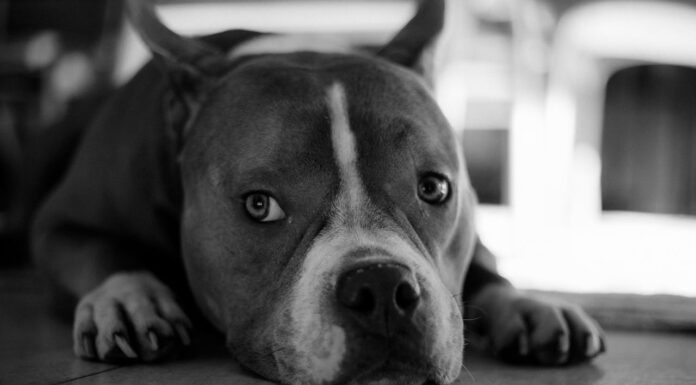 People See a ‘Scary’ Dog—But His Real Personality Will Melt Your Heart