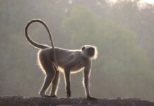 Why Did Humans Lose Their Tails? Scientists Finally Have an Answer