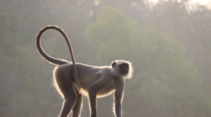 Why Did Humans Lose Their Tails? Scientists Finally Have an Answer