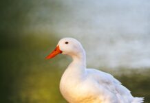 When a Husky Befriends a Duck, an Entire Town Takes Notice!