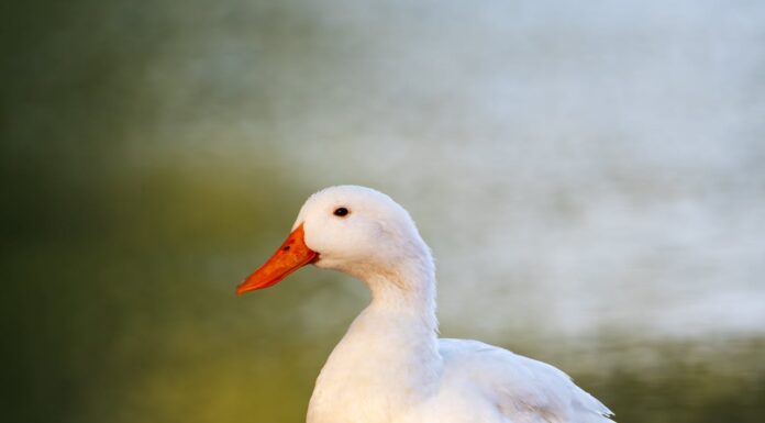 When a Husky Befriends a Duck, an Entire Town Takes Notice!