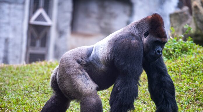 Wait, Is That a Gorilla? His Human-Like Move Will Leave You Speechless