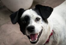 Dad Brings Home Kitten, and Dog’s Priceless Reaction Steals the Spotlight