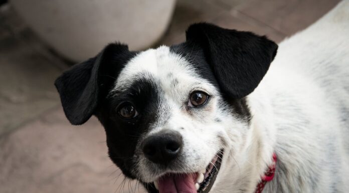 Dad Brings Home Kitten, and Dog’s Priceless Reaction Steals the Spotlight