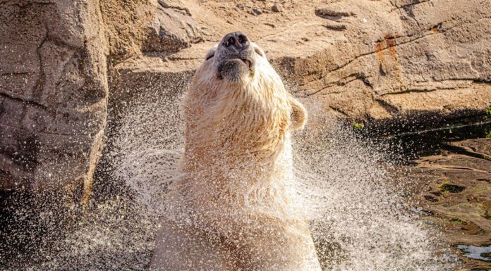 What Happened When a Woman Entered a Polar Bear Enclosure During Feeding Time