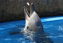 The Most Magical Kiss Between Land and Sea